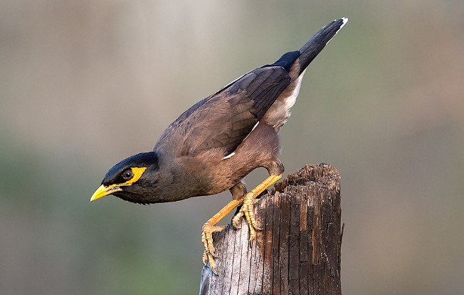 In 1862, the Common Mynah was introduced to Melbourne from Southeast Asia. In no time, the Common Mynah established itself and became the basis for releases elsewhere.