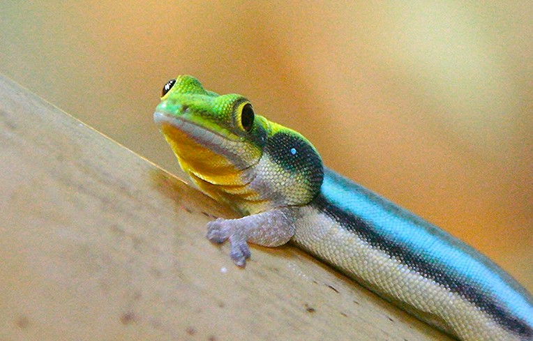 The Yellow-headed Day Gecko (Phelsuma klemmeri) is a species of lizard found in Madagascar. They are known for their distinctive bright yellow heads and bright green bodies.