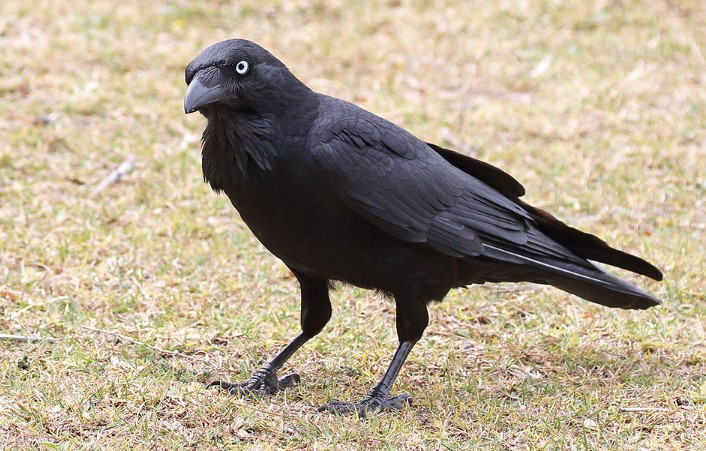 The Australian Raven (Corvus coronoides) is the largest in the Corvidae family.