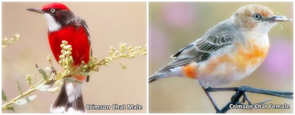 Crimson Chat (Epthianura tricolor) Male and Female