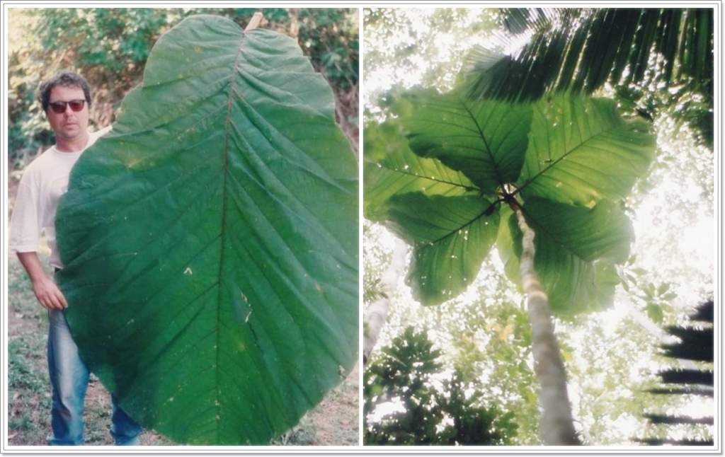 Coccoloba gigantifolia - The Largest Leaf in the World