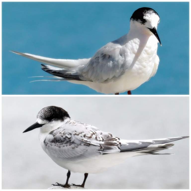 In Australia, the White-fronted Tern is an endemic marine species, never found inland; in contrast, in New Zealand, where it breeds, the White-fronted Tern forages at the mouths of rivers, where it can be found in the estuaries.