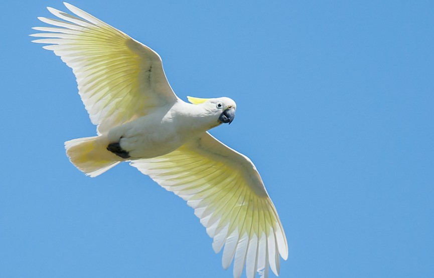 The size of a Sulphur-crested Cockatoo is about 450-500 mm in length, including a broad, square tail.