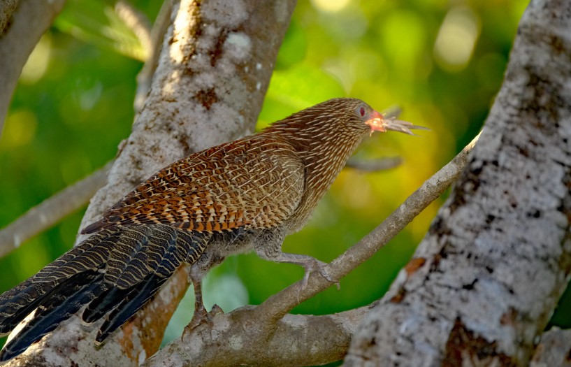 The Pheasant Coucal (Centropus phasianinus), a long-tailed bird that lives mostly on the ground, builds its own nest and rears its young.