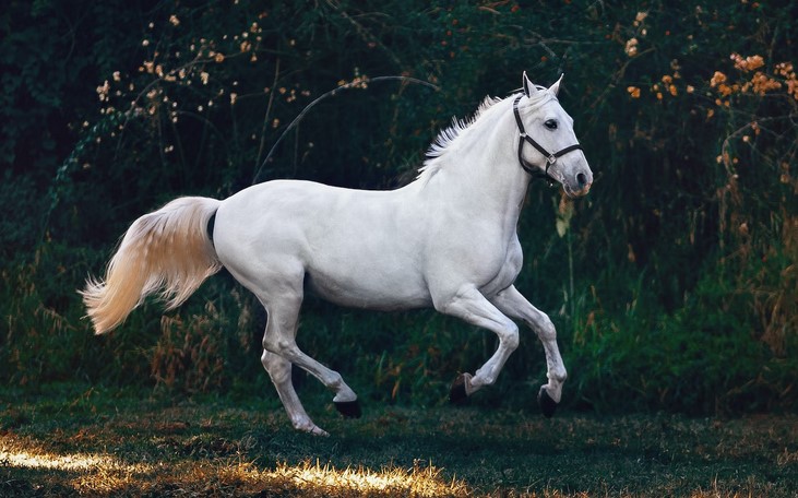 Got a New Horse? Here's What You Need to Do