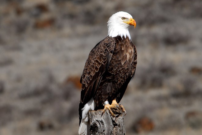 Bald Eagle Sounds: Various vocalizations are made by bald eagles, including songs, calls, screaming, screeching, and alarm calls.