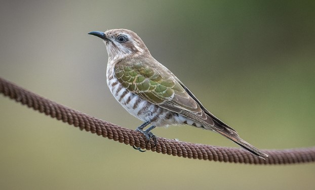 Horsfield's Bronze Cuckoo (Chrysococcyx basalis) announces their arrival to breeding in spring by giving a mournful descending whistle.