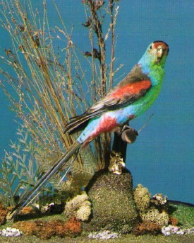 A Male Paradise Parrot