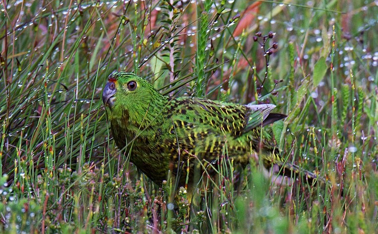 Eastern Ground Parrot (Pezoporus wallicus) found in swampy heaths and pastures around the southern coast of Australia which is sparsely distributed, rare, and hard to spot.