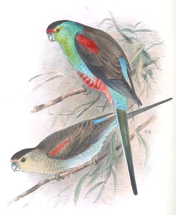 Illustration by Roland Green, published in Mathew's Birds of Australia, 1917