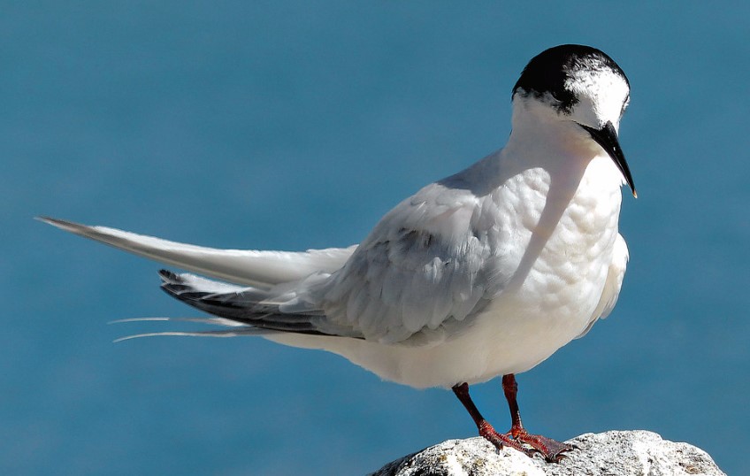 It is often found with the Crested Tern, but the streamlined form is more easily distinguished by its smaller size and the black bill allowing it to always be distinguished from the Crested Tern.