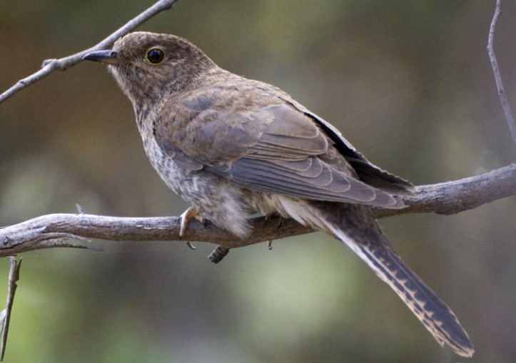 Ash-tailed Cuckoo is another name for it.