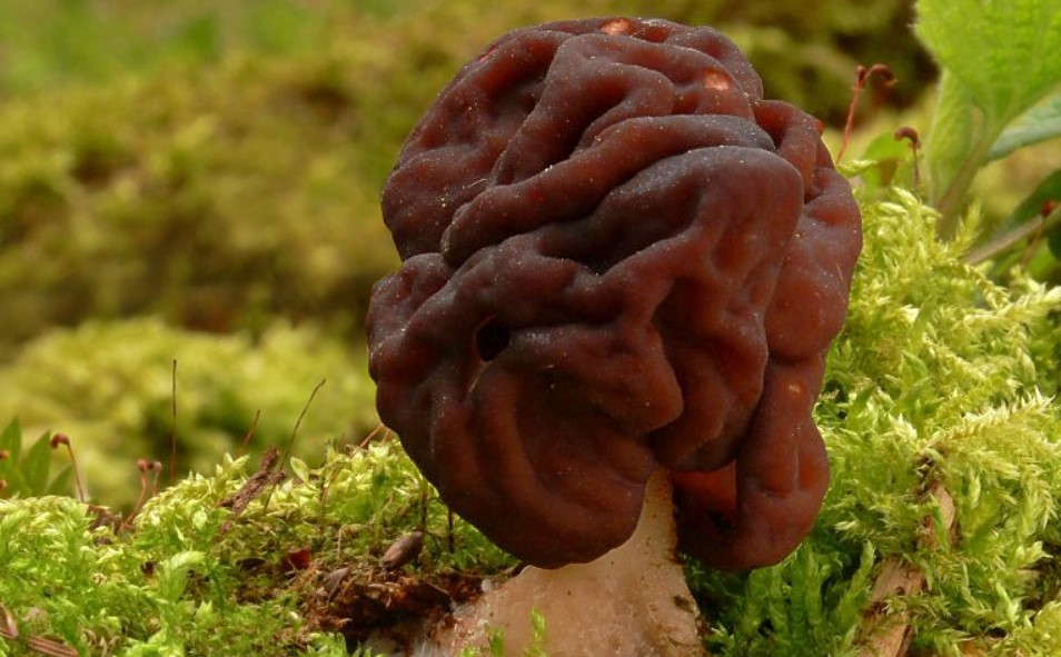 In mycology, the brain mushroom holds a great deal of interest because of its distinctive shape and peculiar properties.