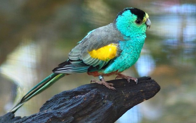 This is also known as Golden-winged Parakeet, Antbed Parrot, and Anthill Parrot. The size of the Golden-shouldered is about 240-260 mm in length, including a slender tapered tail.