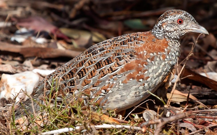 Painted buttonquail (Turnix varius) is the quails that belong to the family Turnicidae, but do not closely resemble quails in the Phasianidae family.