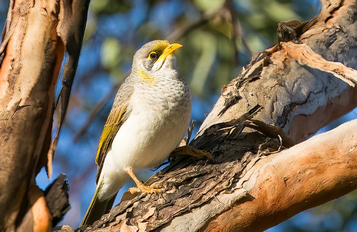The size of a Yellow-throated miner is about 250-280 mm in length.