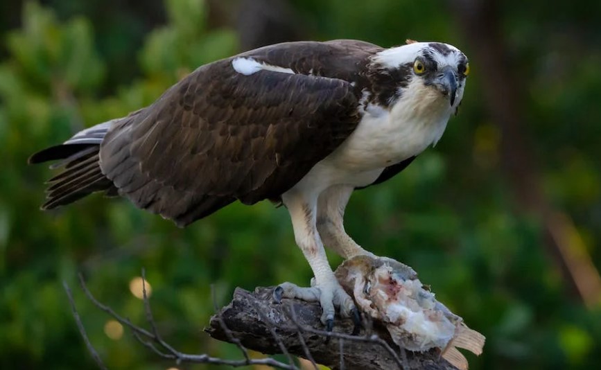 Ospreys, also known as fish hawks, are a unique bird species that inhabit regions close to water bodies.