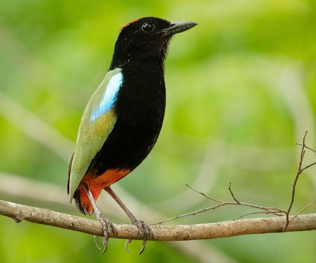 Black-breasted Pitta is another name for it. Approximately 160-180 mm is the size of Rainbow Pitta.