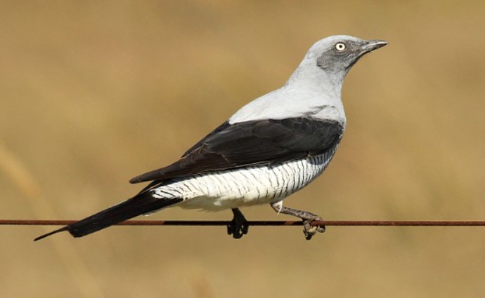 Ground Cuckoo-shrike (Coracina maxima) is the only member of its family that walks and feeds on the ground. Due to its long legs, it is able to run well.