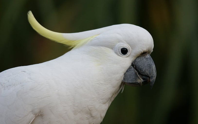 Despite being highly intelligent birds, they can be quite demanding in their care, which is why they are well-known in the aviculture world.