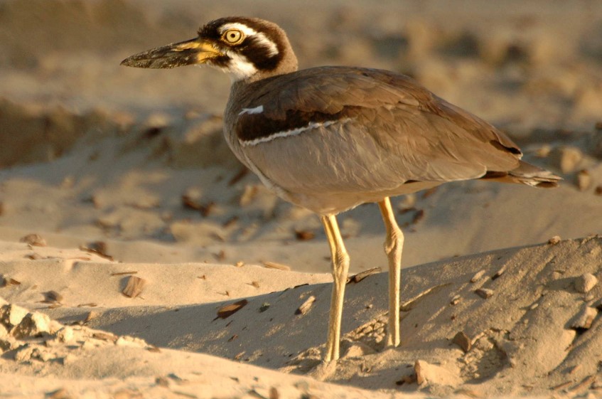 It is also known as the Beach Stone-curlew or Reel Thick-knee.