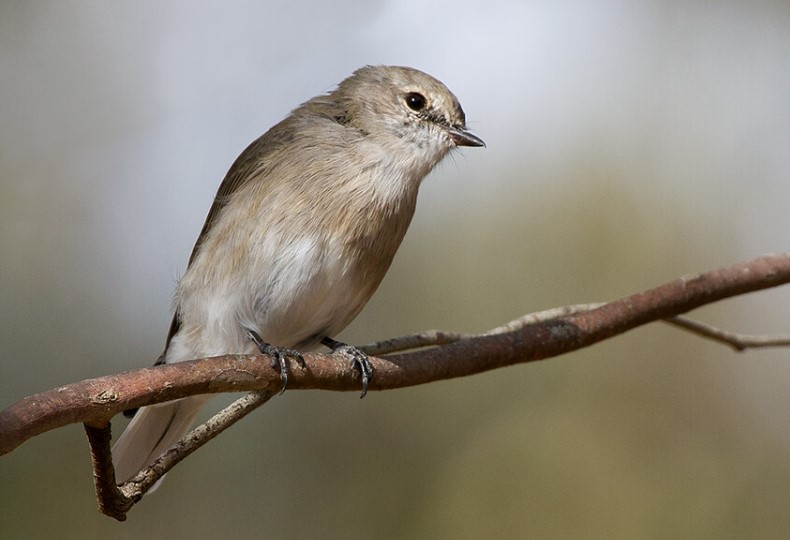 The call of Jacky Winter is generally characterized by high whistling notes, which may be heard from both sexes.