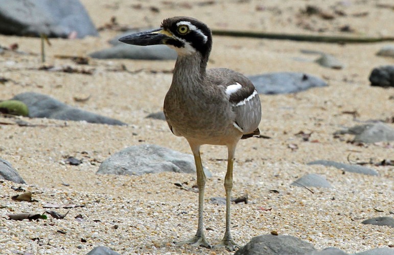 Beach thick-knee (Esacus magnirostris) have a deep, heavy bill that is quite large compared to that of any other thick-knee species, which makes it well adapted for catching crabs and other invertebrates with hard shells.