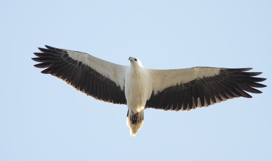 white-bellied sea eagle (Haliaeetus leucogaster), which is a large, huge taloned sea eagle with a graceful flight and attractive grey-white tones, belies the aggressiveness of this large, huge sea eagle.