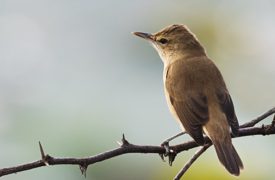 There are several names for this bird, including Australian Reed Warbler, Reed Warbler, Long-billed Reed-Warbler, and Reed-lark.