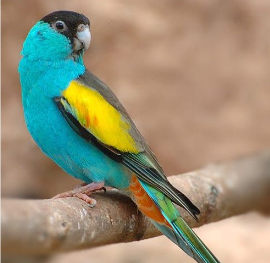 Hooded Parrot and Golden-shouldered Parrot are closely related not only in appearance but also in feeding and breeding habits.