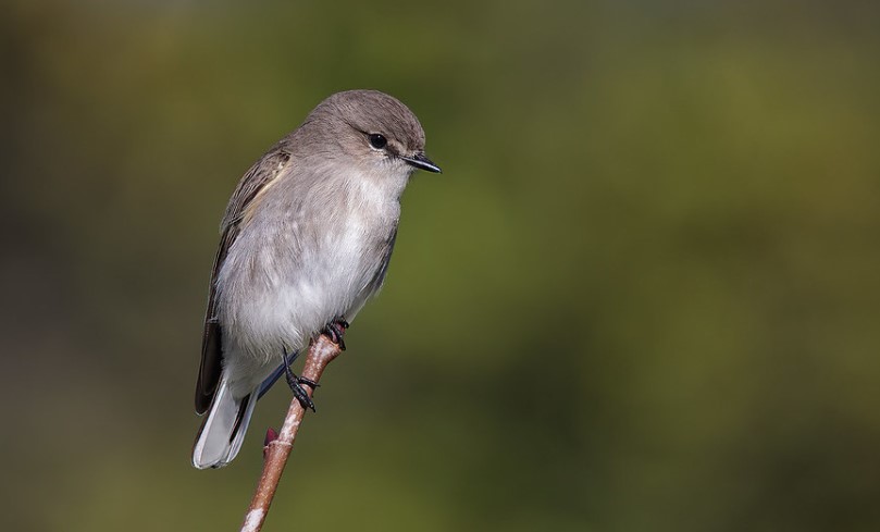 Jacky winter (Microeca fascinans) are many similarities between this species and the Lemon-bellied Flycatcher in terms of feeding niche and habitat