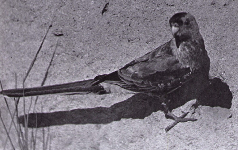 Paradise parrot Photograph was taken in 1921
