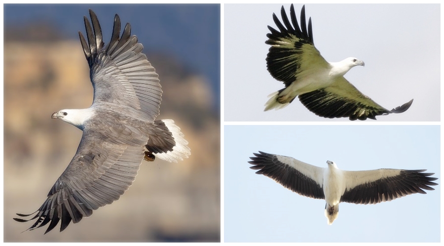 It is also known as the White-breasted Sea-Eagle.