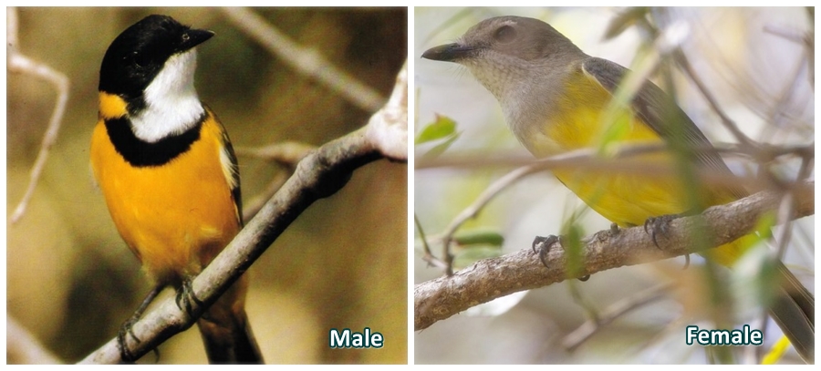 The Mangrove Golden Whistlers appear to be sedentary, and it is possible that established pairs may remain in the same territory year-round.