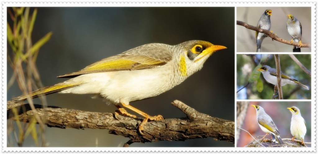 Yellow-throated miners (Manorina flavigula) are endemic to Australia and are among the most common of all colonial honeyeaters.