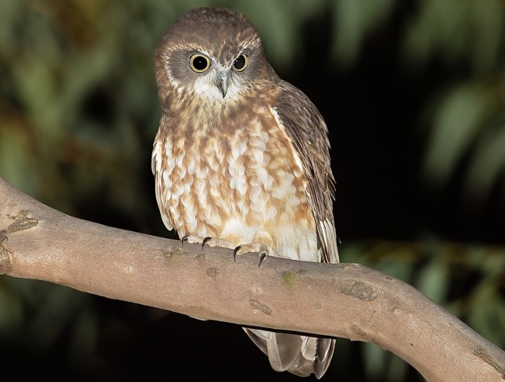 Australian boobook (Ninox boobook) or mopoke is the smallest and most abundant of the owls in Australia. It is also known as, Southern Boobook, Spotted Owl, Boobook Owl, and Mopoke.