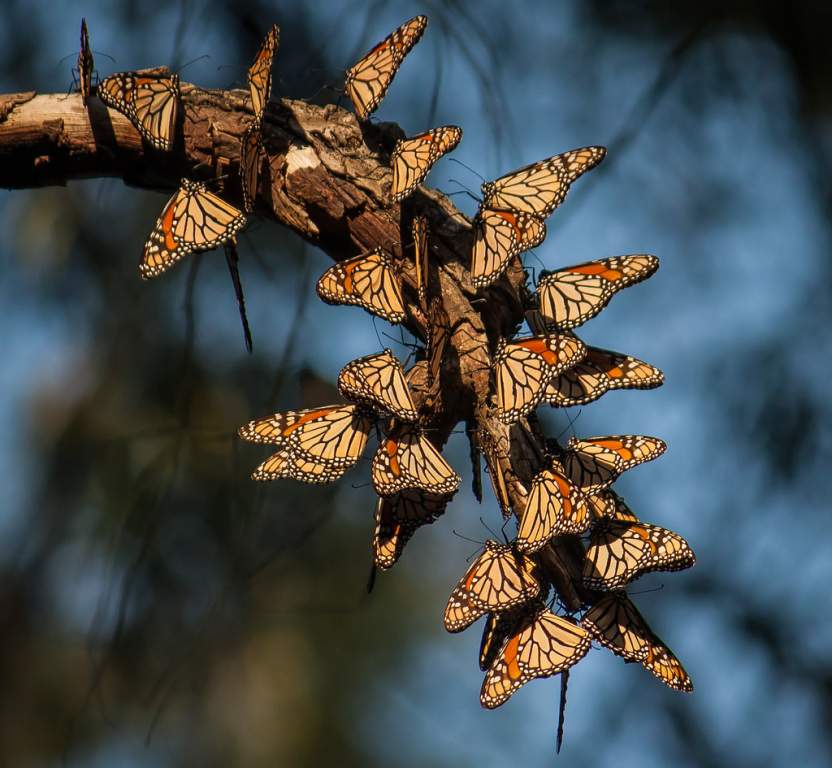 The migration of monarch butterflies is the world's rarest phenomenon.