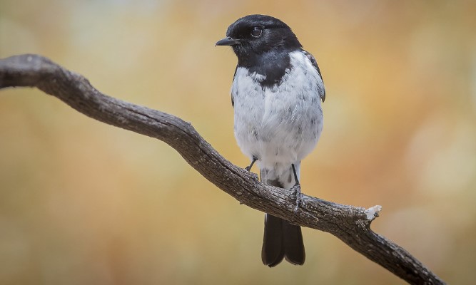 During breeding, male Hooded Robins sing regularly in a pre-dawn chorus, advertising territories.