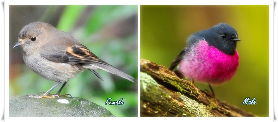 Male and Female Pink Robin