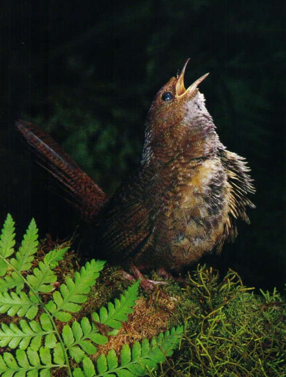 The Rufous Scrubbird (Atrichornis rufescens) lives only in Australia, making it a very distinctive species of bird.