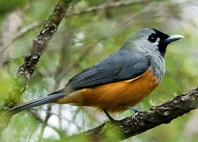 It is also known as Black-fronted Flycatcher.