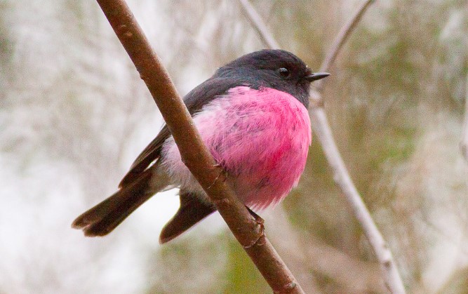 Pink-breasted Robin is another name for this bird