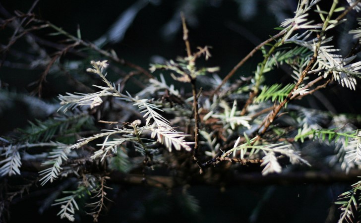 The albino redwood tree (Sequoia sempervirens) is a rare and unique form of the coast redwood tree.