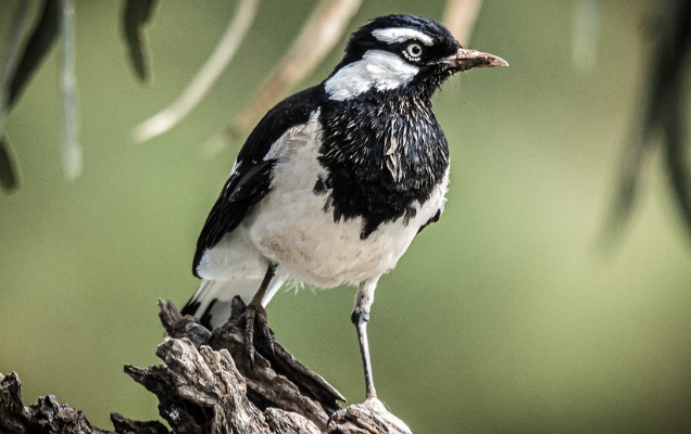 In Australia, the Magpie-lark-or Peewee (Grallina cyanoleuca) can be found anywhere. The species thrives in Tasmania wherever there are pastures, mud, trees, and surface water available for feeding, roosting, and nesting.