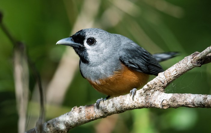 A Spectacled Monarch (Monarcha trivirgatus) lives alone or in pairs in the middle and lower layers of the rainforest, beneath its sheltering canopy.