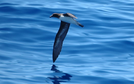 The Tahiti Petrel is a tropical gadfly petrel that has only recently been found to visit eastern Australian coasts.