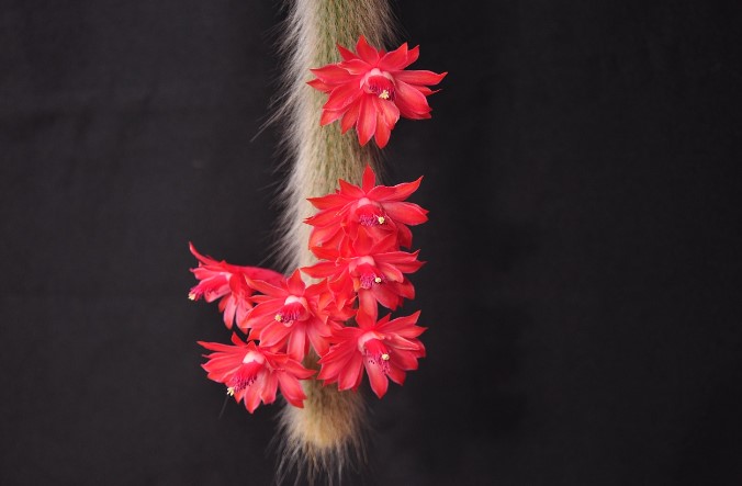 A mature monkey tail cactus can grow up to 2 feet tall and 3 inches in diameter.