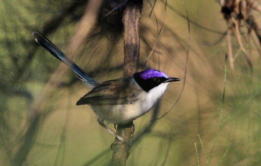 A purple-crowned fairywren measures 135-155 mm in length.
