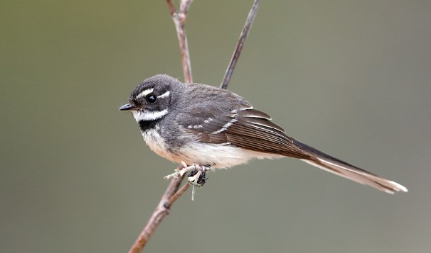 A Grey Fantail forages through the open mid-strata of forests and woodlands of all kinds.