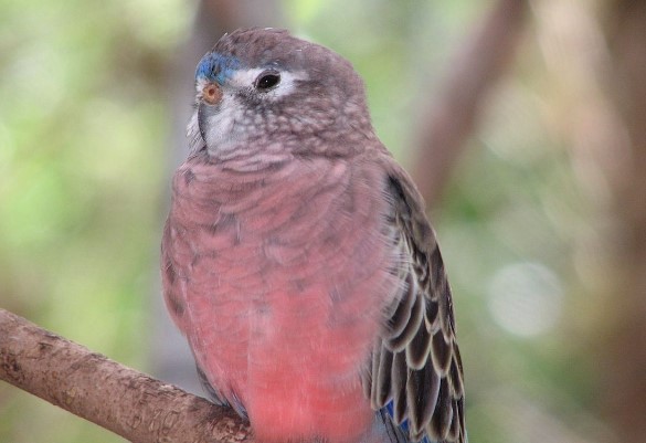 The color pattern of Bourke's Parrot enables it to be distinguished from other species.